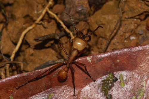 Eciton drepanophorum