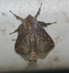 Anaxidia lozogramma