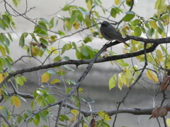 Phoenicurus ochruros