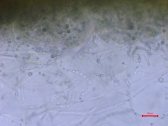 Lathagrium auriforme