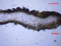 Lathagrium auriforme