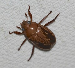 Anoplognathus concolor