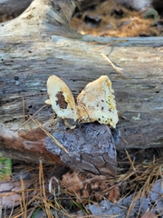 Tapinella panuoides