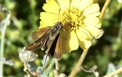 Copaeodes aurantiaca