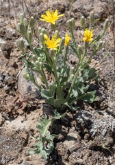 Crepis occidentalis
