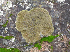 Xanthoparmelia pulla