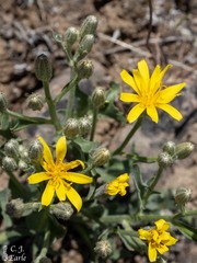 Crepis occidentalis