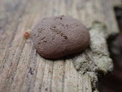 Reticularia