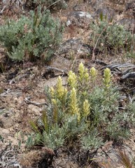 Castilleja thompsonii