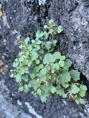 Perityle rupestris rupestris