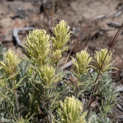 Castilleja thompsonii