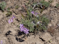 Penstemon gairdneri