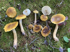 Tricholoma fumosoluteum