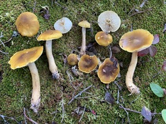 Tricholoma fumosoluteum