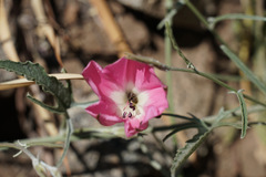Convolvulus chilensis