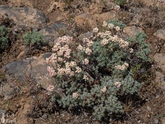 Eriogonum thymoides