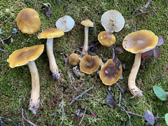 Tricholoma fumosoluteum