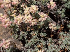 Eriogonum thymoides