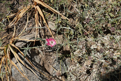 Convolvulus chilensis