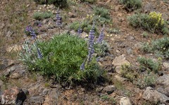Lupinus sericeus