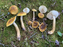 Tricholoma fumosoluteum