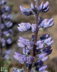 Lupinus sericeus