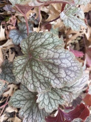 Heuchera