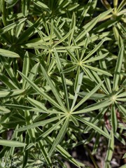 Lupinus sericeus