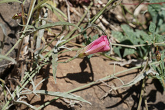 Convolvulus chilensis