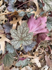 Heuchera