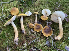 Tricholoma fumosoluteum