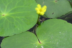 Nymphoides thunbergiana