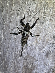 Colossopus grandidieri