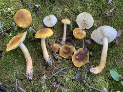 Tricholoma fumosoluteum