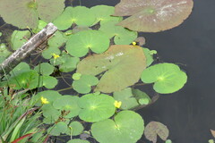 Nymphoides thunbergiana