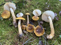 Tricholoma fumosoluteum