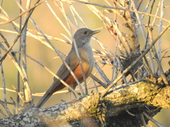 Turdus rufiventris