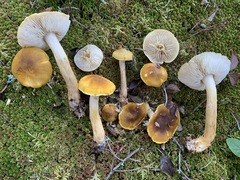 Tricholoma fumosoluteum