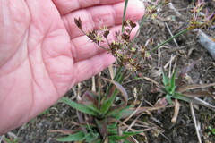 Juncus lomatophyllus