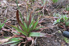 Juncus lomatophyllus