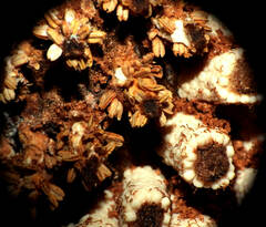 Ombrophytum peruvianum