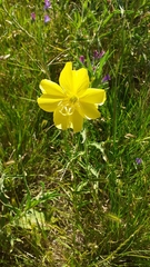 Oenothera affinis