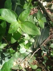 Synedrella nodiflora