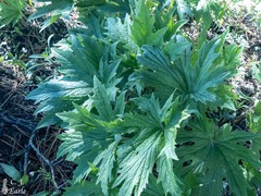 Cacaliopsis nardosmia