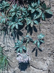 Trifolium macrocephalum