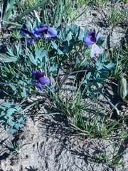 Viola trinervata