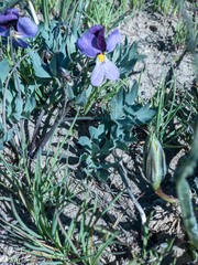 Viola trinervata