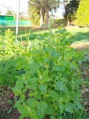 Chenopodium album