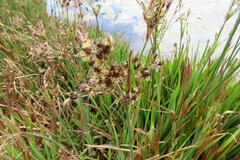 Juncus lomatophyllus