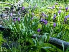 Primula jeffreyi